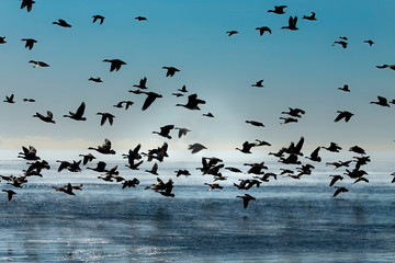 Geese. Flock of Canadian geese and mallard ducks landing on lake Michigan when returning from the fields Dawn over the lake Michigan.