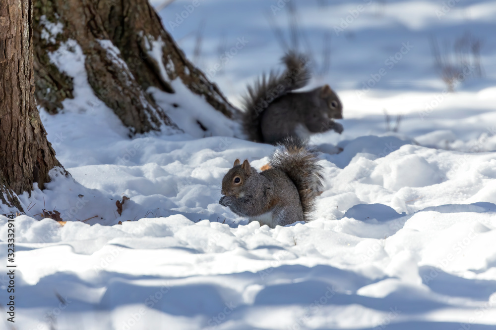 Sticker Squirrel. Eastern gray squirrel in  winter, natural scene from Wisconsin state park.