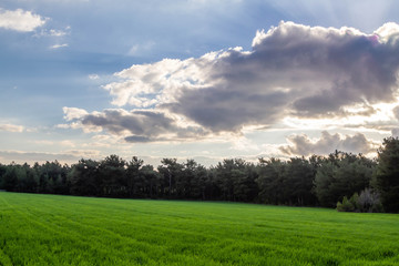 Obraz premium A corn field in spring with beatiful light HDR stock photo. Field crops with sunshine and warm tones. Grass field at morning.