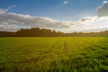 Obraz premium A corn field in spring with beatiful light HDR stock photo. Field crops with sunshine and warm tones. Grass field at morning.