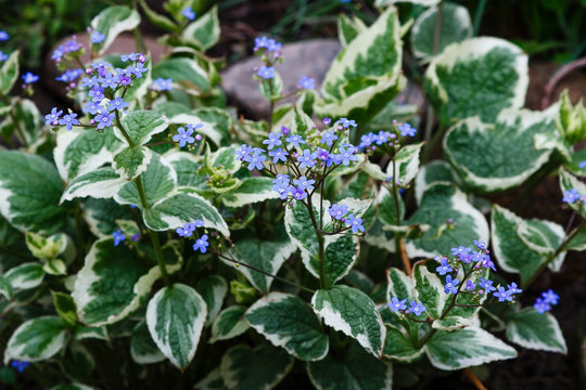 Navelwort (variegate form) or omphalodes linifolia many blue flowers with green
