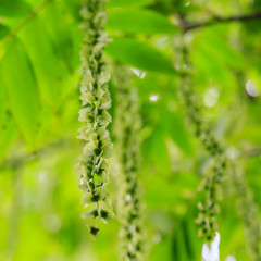 Fototapeta na wymiar Branches of Caucasian Walnut (Pterocarya Fraxinifolia) tree (Family Juglandaceae) in park or garden.