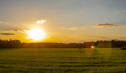 Fototapeta premium A corn field in spring at sunrise HDR stock photo. Field crops with sunshine and warm tones. Grass field at morning.