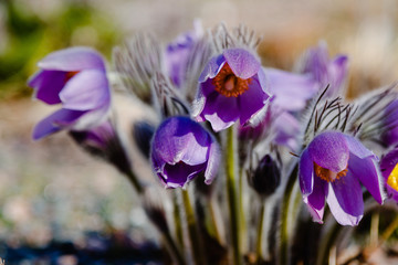 Pulsatilla patens common names include Eastern pasqueflower, prairie crocus, and cutleaf anemone in spring garden. Floral background.