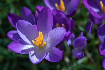 Krokus blüht im Februar