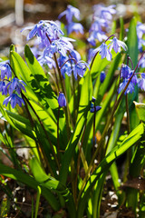 Scilla siberica in spring garden. Scilla siberica is blue flowers bulbous plants