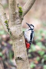 Specht Portrait an Baumstamm