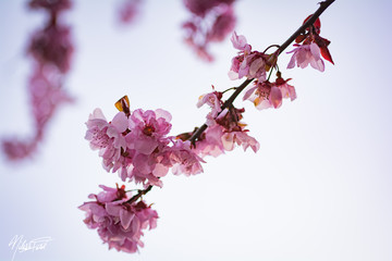 cherry blossom on white background