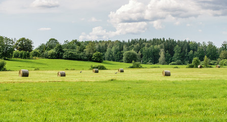 Forest and field with hay rolls with walking cranes.
