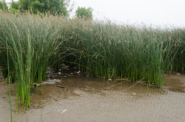 Polluted river bank, plastic waste between reeds, Schoenoplectus californicus © Carolina Jaramillo