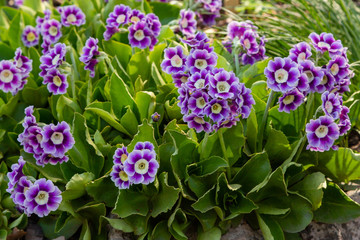 Primula auricula (primula x pubescens) in spring garden