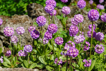 Obraz premium Primula denticulata on the Alpine hill. Primroses in the spring garden. Violet flowers in the garden.