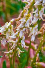 The wildflower Stinking Milkvetch on the Hickman Bridge Trail in Capitol Reef National Park