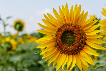 Sunflower natural background. Sunflower blooming.  F