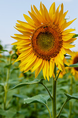 Sunflower natural background. Sunflower blooming.  F