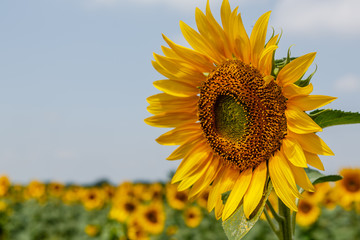 Sunflower natural background. Sunflower blooming.  F