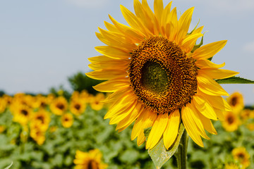 Fototapeta premium Sunflower natural background. Sunflower blooming. F