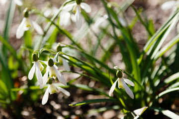 Snowdrop or common snowdrop (Galanthus nivalis) flowers in garden