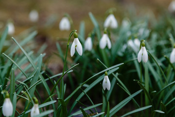 Snowdrop or common snowdrop (Galanthus nivalis) flowers in garden