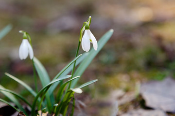 Obraz premium Snowdrop or common snowdrop (Galanthus nivalis) flowers in garden