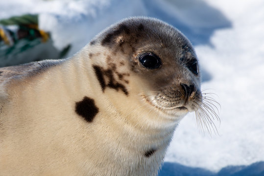 Close up of a grey spotted adult harp seal with long whiskers, dark eyes, no ears and heart shaped nose sunning on a white ice pan