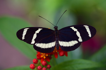 Close-up of a tropical passion butterfly on a leaf against green background with space for text