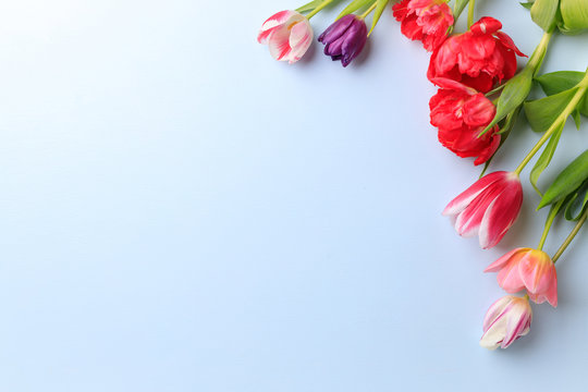 Spring season abstract background. Multicolored tulips frame on blue surface. Mother's day, Women day, seasonal concept. Copy space.