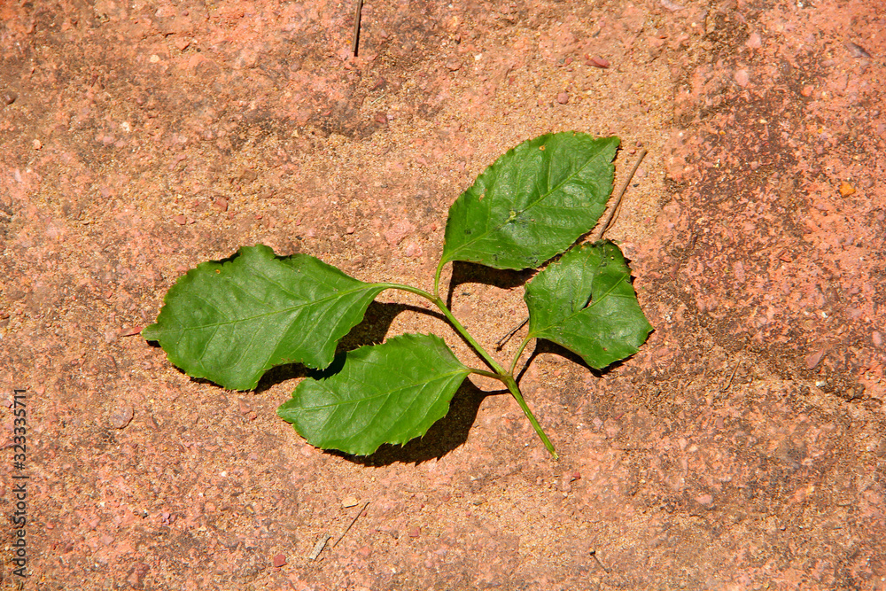 Sticker leaf