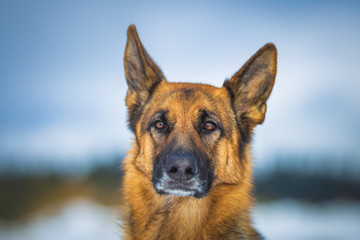 German shepherd dog close up portrait