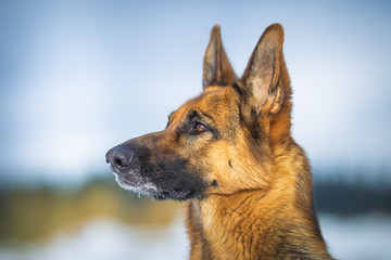 German shepherd dog close up portrait