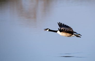Canada Goose Flying Over Pond