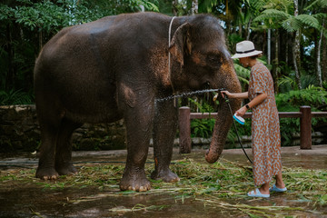 Fototapeta na wymiar Girl washing an elephant on Bali
