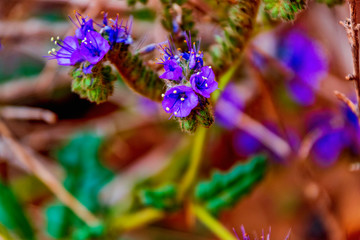 A notch-leaved phacelia (Phacelia crenulata) on the Hickman Bridge Trail in Capitol Reef National Park. 
