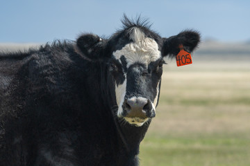 portrait of cow livestock in rural pasture