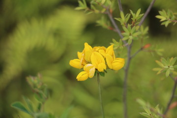 yellow flower on green background