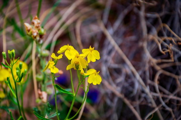 The yellow greenstem paper flower found on the Hickman Bridge footpath in Capitol Reef National Park