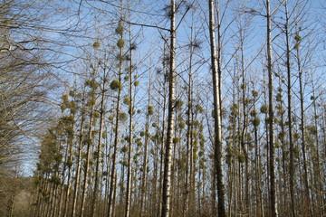 Poplars trees exploited forest with mistletoe