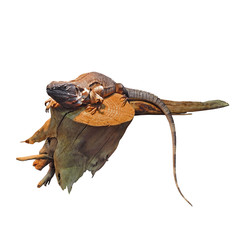 Gray lizard on snag isolated on white background