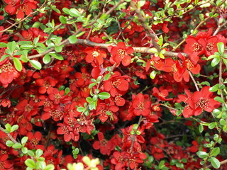 Cognassier du Japon Chaenomeles japonica