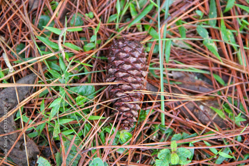 Canvas Prints Pine cone