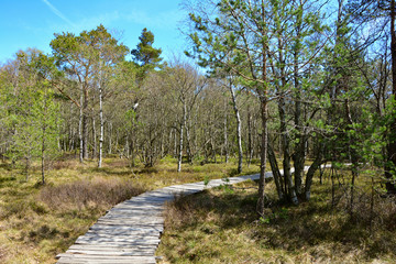 Black moor in spring with wooden  path