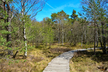 Black moor in Germany, in spring with wooden  path