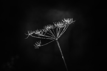 Obraz premium dandelion on black background