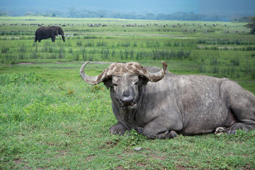 African water buffalo or cape buffalo laying in grasslands Ngorongoro Crater in Tanzania, Africa