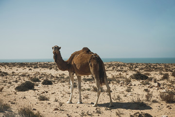 Camel on a sand dune looking out over the Sahara Desert