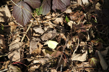 Common Brimstone leaf like butterfly