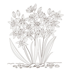 Vector illustration with spring scilla flowers. All details are drawn separately. It s comfortably for your design