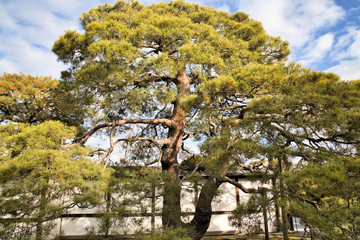 京都庭園の大きな松
