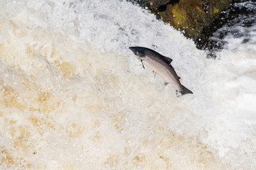 Large Atlantic salmon