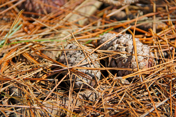 Pine cone